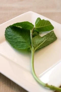 Mint leaf Stock-Fotos