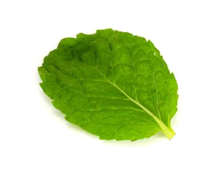 Mint leaf. Stock Photos