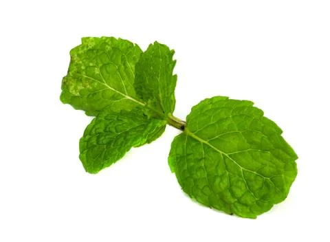 Mint leaf. Stock Photos