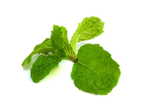Mint leaf. Stock Photos