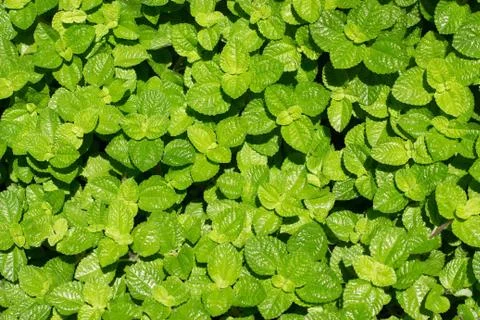 Mint leaf Stock Photos