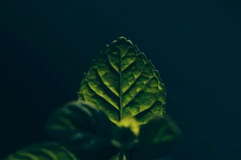 Mint leaf Stock Photos