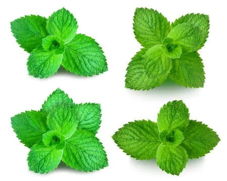 Mint leaf Stock Photos