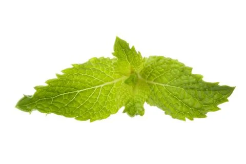 Mint leaf Stock Photos