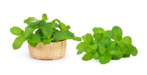 Mint leaf Stock Photos