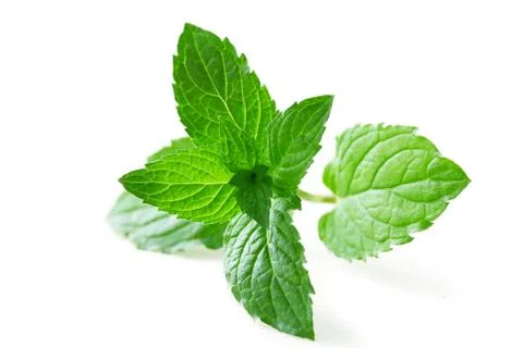 Mint Leaf Stock Photos