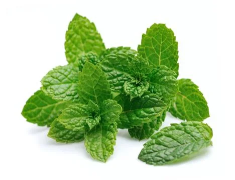 Mint leaf Stock Photos