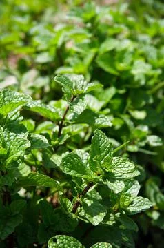 Mint leaf Stock Photos
