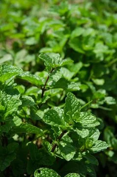 Mint leaf Stock Photos