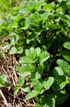 Mint leaf Stock Photos