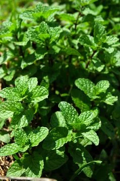 Mint leaf Stock Photos
