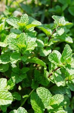 Mint leaf Stock Photos