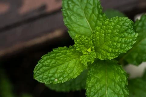 Mint leaf in the plant Stock Photos