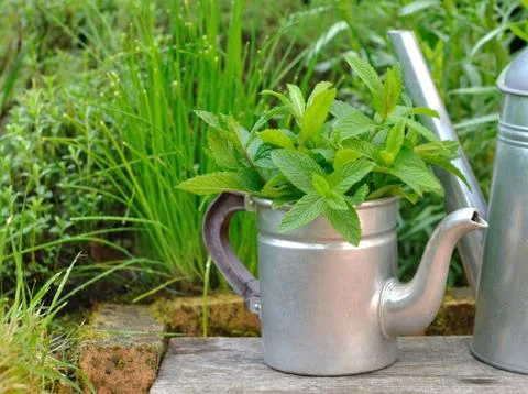 Mint leaf in a retro teapot Stock Photos