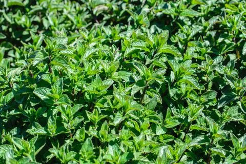Mint leaf texture close up, pattern of green mint leaves. Freshness organic b Stock Photos