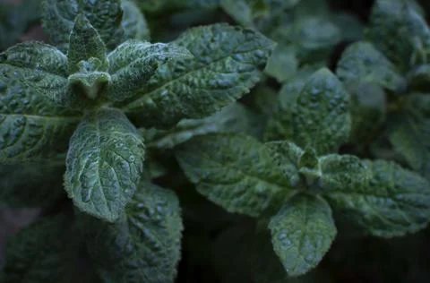 Mint leaf texture. Green fresh leaves of peppermint, mint, lemon balm Stock Photos