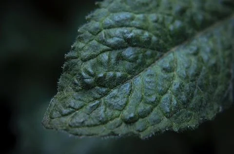 Mint leaf texture. Green fresh leaves of peppermint, mint, lemon balm Stock Photos