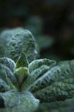 Mint leaf texture. Green fresh leaves of peppermint, mint, lemon balm Stock Photos