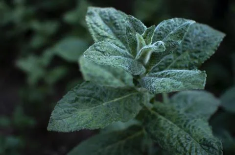 Mint leaf texture. Green fresh leaves of peppermint, mint, lemon balm Stock Photos