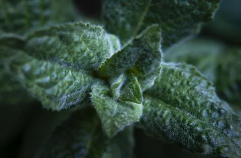 Mint leaf texture. Green fresh leaves of peppermint, mint, lemon balm Stock Photos