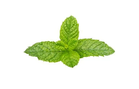 Mint leaf. Twig of fresh raw mint leaves Stock Photos