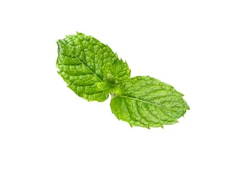 Mint leaf. Twig of fresh raw mint leaves Stock Photos