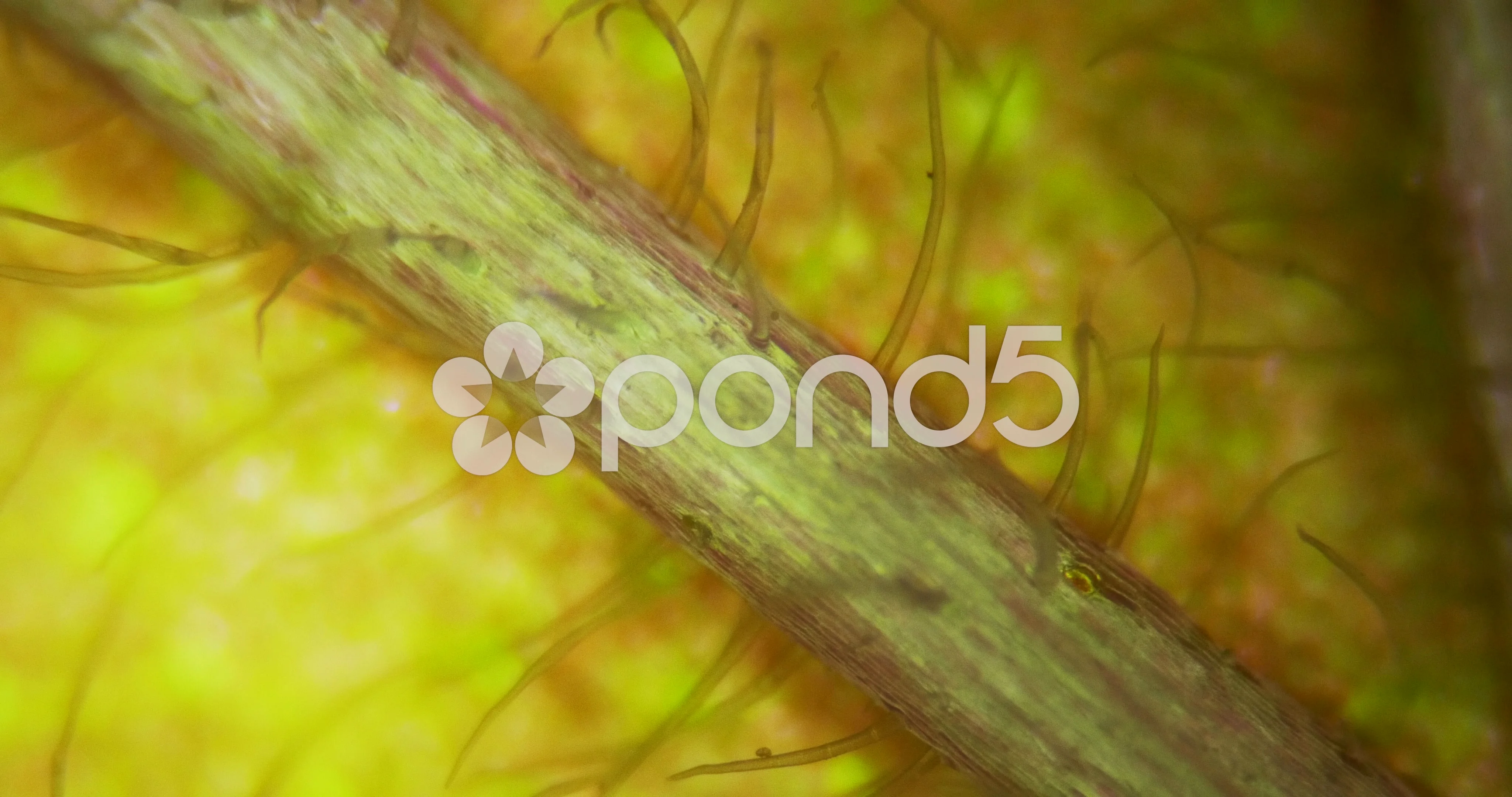 Mint Leaf Under Microscope Stock Video Pond5