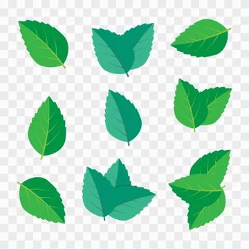 Mint leaf vector illustration. Leaf herbal spearmint plant Illustrazione stock