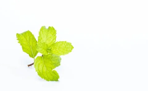 Mint leaf on white background Stock Photos