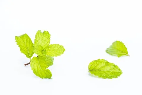 Mint leaf on white background Stock Photos
