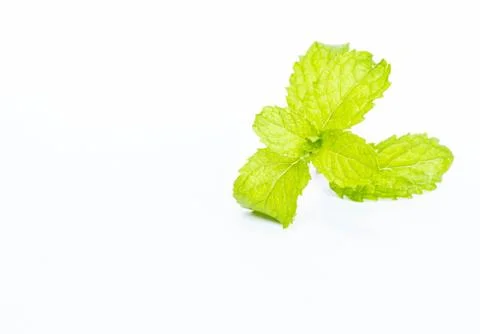Mint leaf on white background Stock Photos
