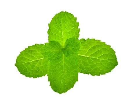 Mint leaf on a white background Foto stock