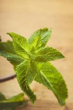 Mint leaf on wooden background Stock Photos