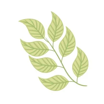 Mint leafs branch Stock Illustration