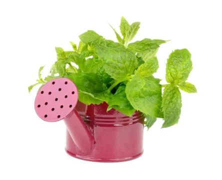 Mint Leafs Bunch Stock Photos