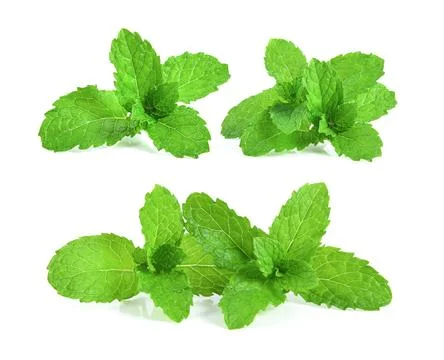 Mint leafs herb. isolated on white background Stock Photos