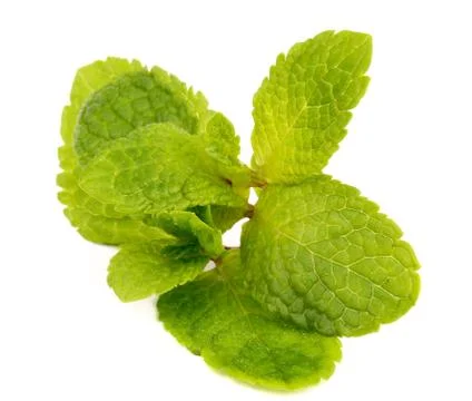 Mint Leafs Stock Photos