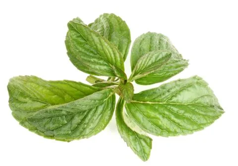 Mint leafs Stock Photos