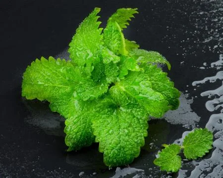 Mint Leafs Stock Photos