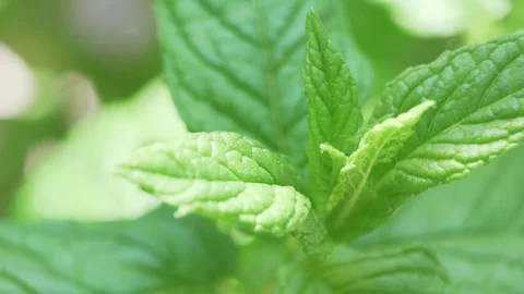 Mint leafs plant Stock Footage 128912201