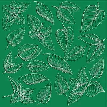 Mint leaves background. Different hand drawn leaf, sketch style drawing Stock Illustration