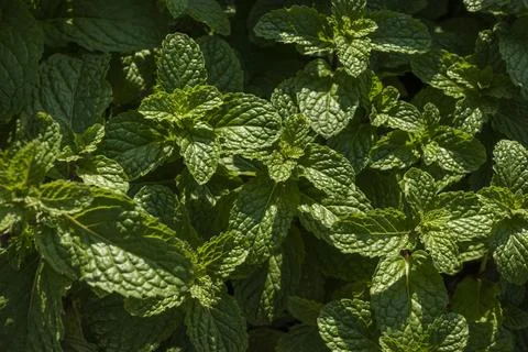 Mint leaves background. Green mint leaves pattern. Top view nature backgrou.. Stockfoto's