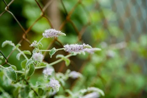 Mint leaves background. Stock Photos