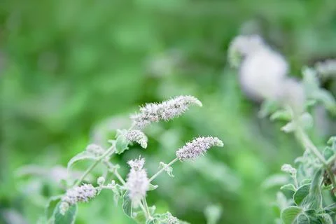 Mint leaves background. Stock Photos