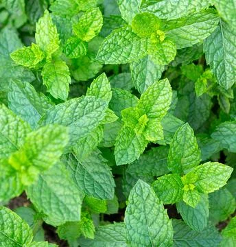 Mint leaves background. Stock Photos