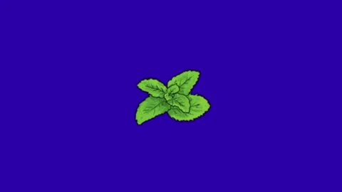 Mint leaves on blue background 库存影片 332209801