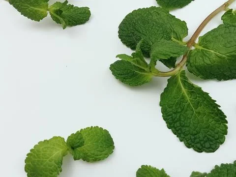 Mint leaves border on white background, top view Stock Photos