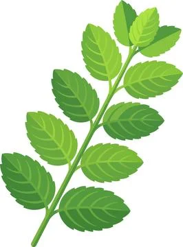 Mint Leaves Botanical Branch Flat Green Vector Illustration Isolated Stock Illustration