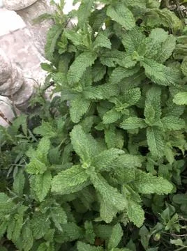 Mint leaves clean. Combination of mint toothpaste. Stock Photos