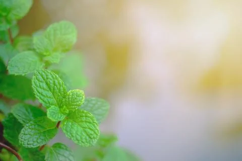 Mint leaves close up on background Stock Photos